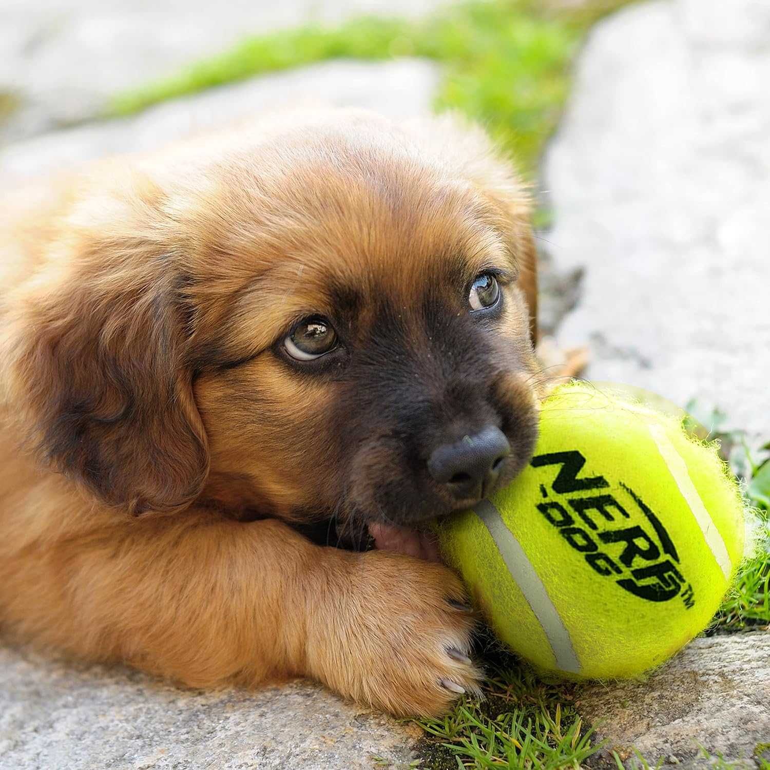 Бластер Нерф для гри з собакою NERF Dog Tennis Ball Blaster