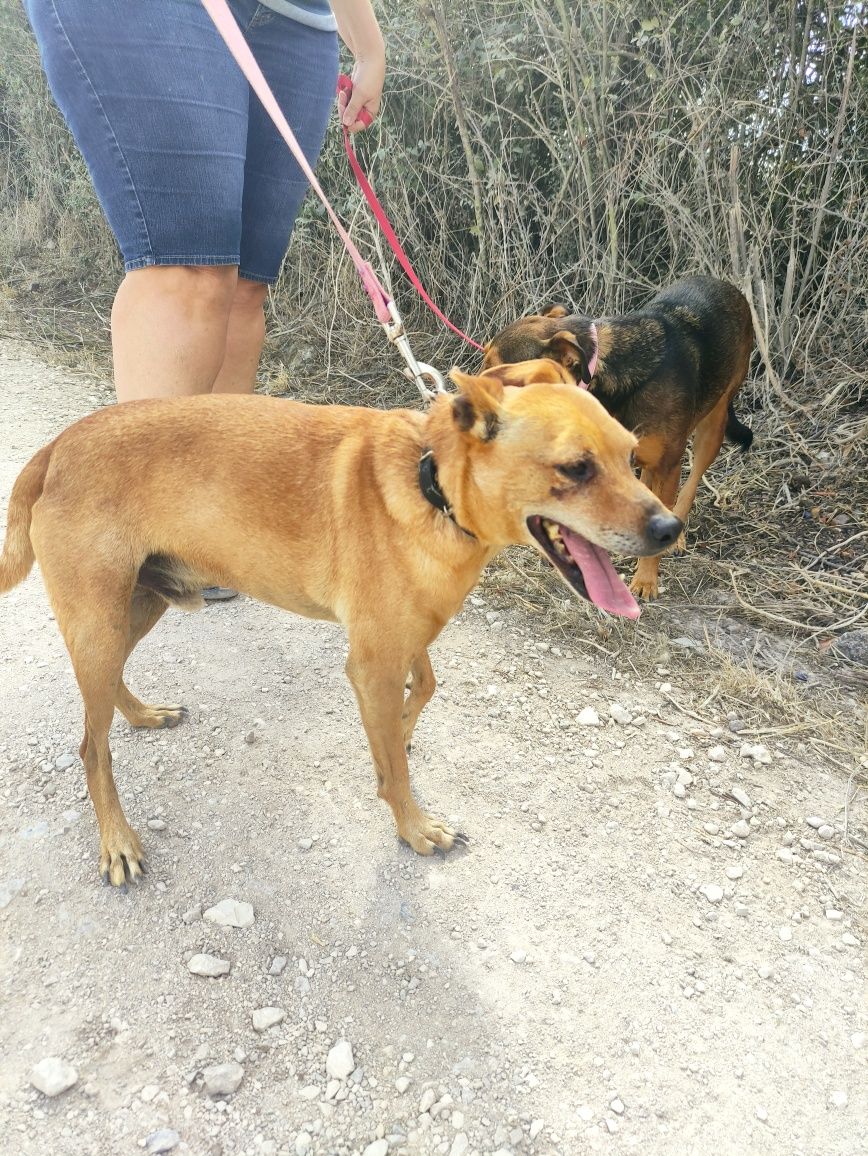 Tobias - cão porte pequeno para adoção