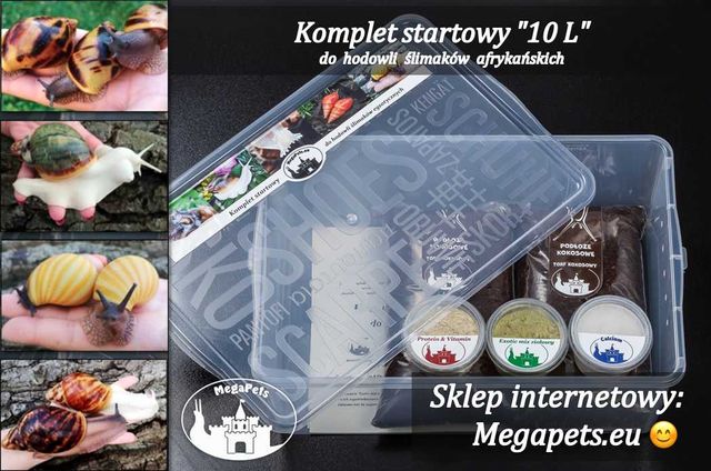 Komplet startowy Ślimak afrykański Achatina Lissachatina Archachatina