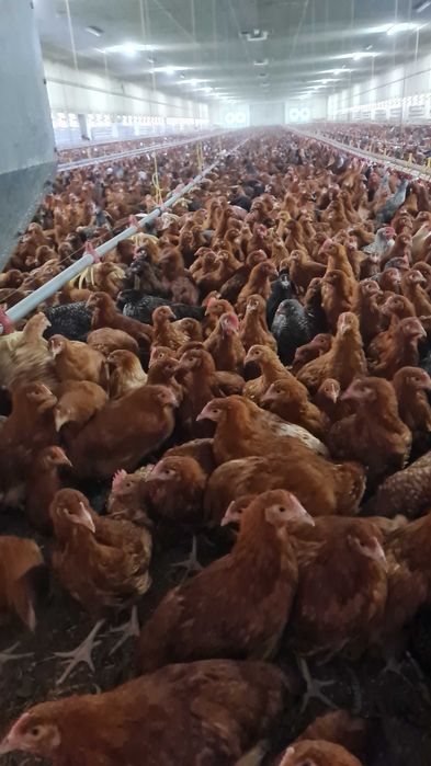 Kury młode nioski z jajkiem.Sprzedaż kurek ROSA1 MESSA z Fermy Drobiu.