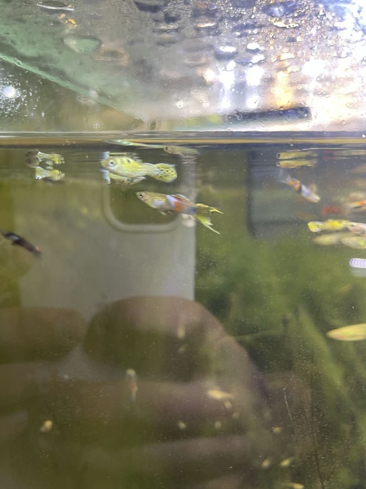 Guppys sortido para venda