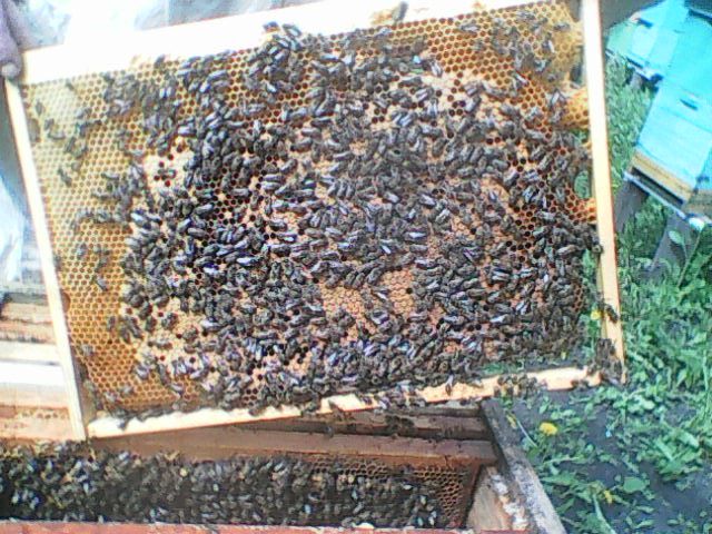 Бджолопакети / бджолосім'ї / відводки 2023