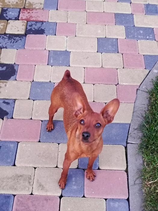 Порода цвергпінчер.