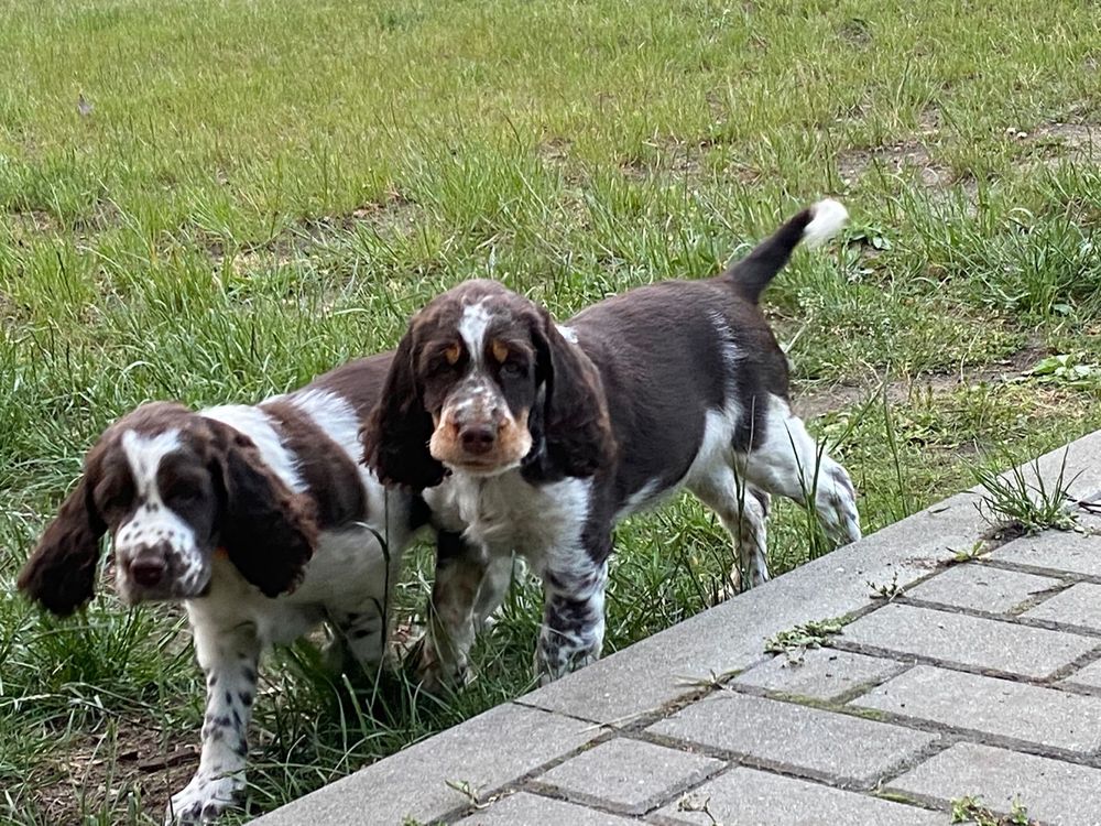 Suczka Springer Spaniel Angielski FCI