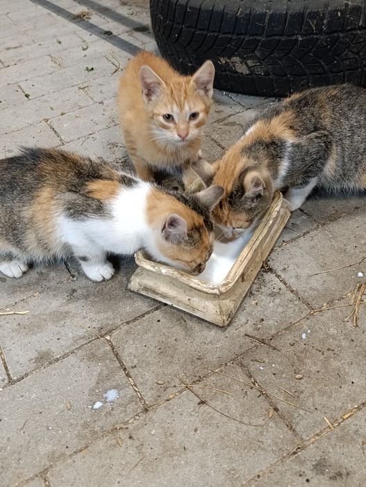 Oddam koty kotki kociaki