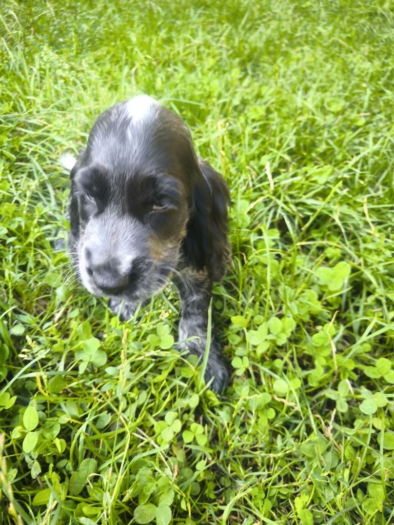 Cocker spaniel angielski blue roan samiec