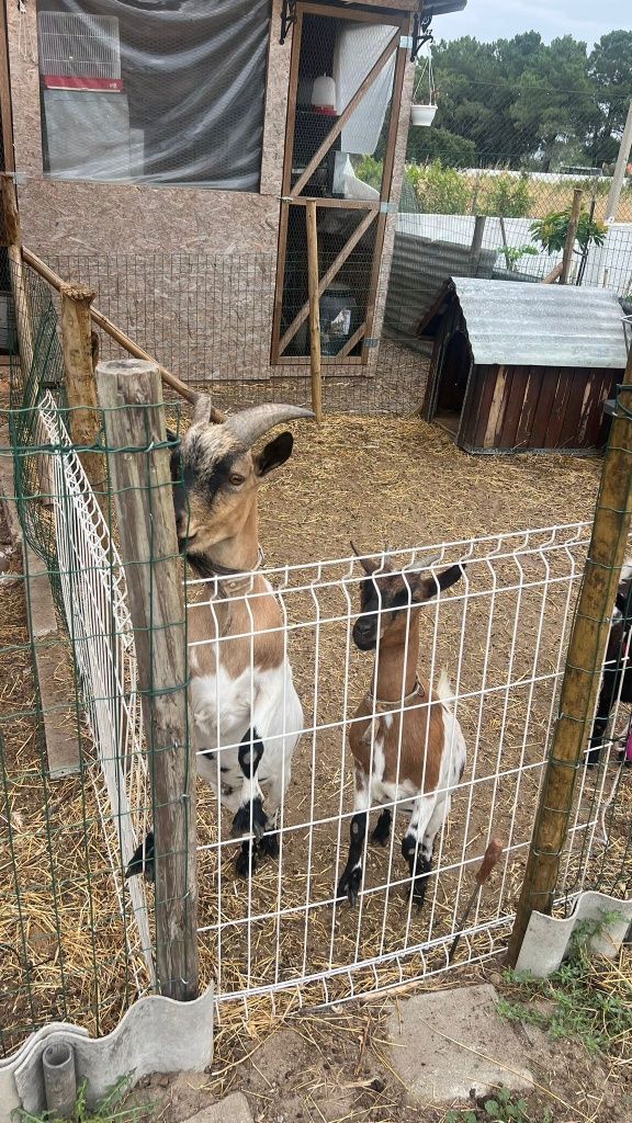 Cabras  e bodes Anoes