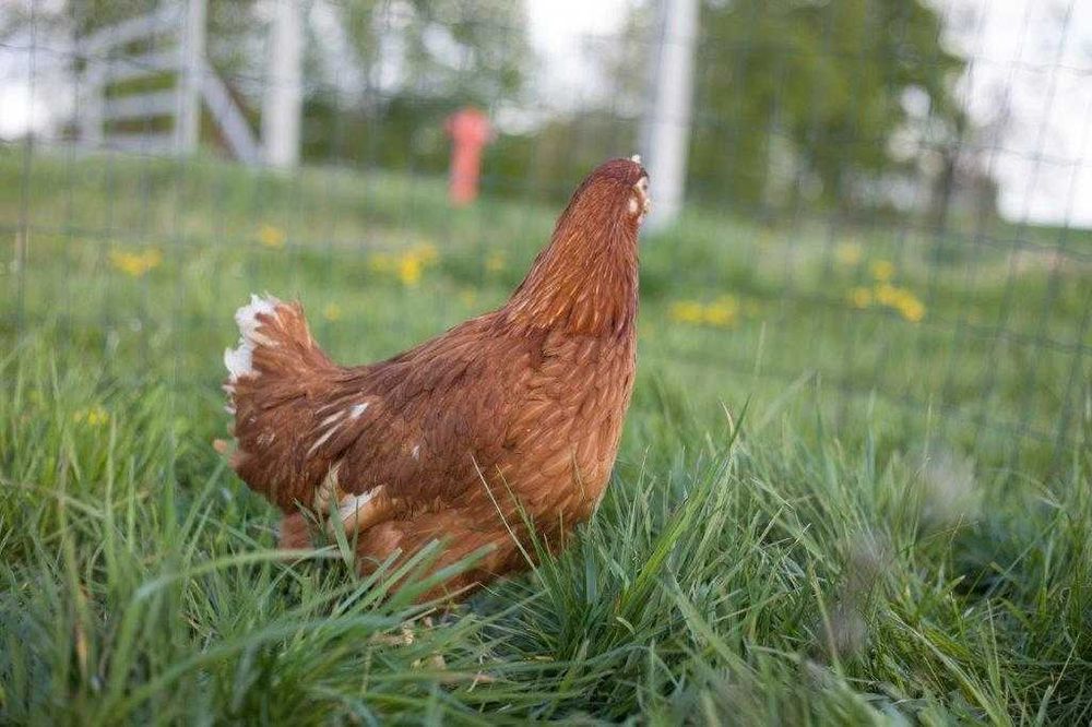 Kurki nioski Tetra brązowa odchowana