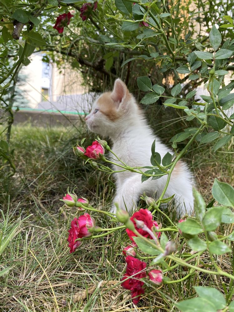 Кошенята,коти, котята