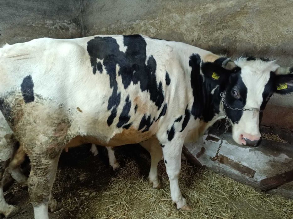 Jałówki wysokocielne 2 sztuk