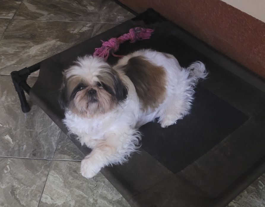 Замечательная девочка ши-тцу.