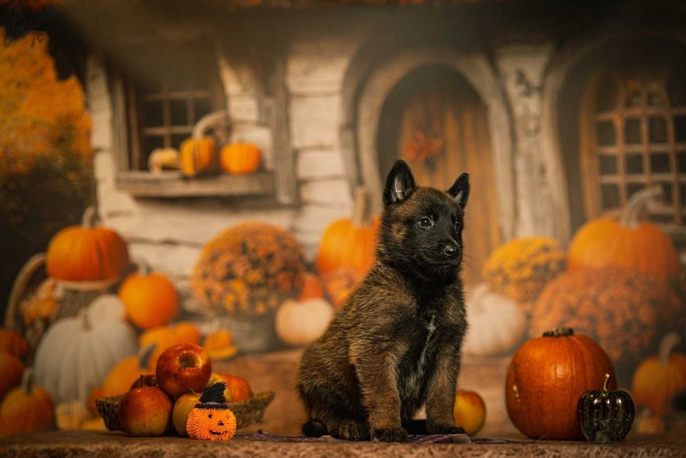 Owczarek Belgijski Malinois Piesek FCI