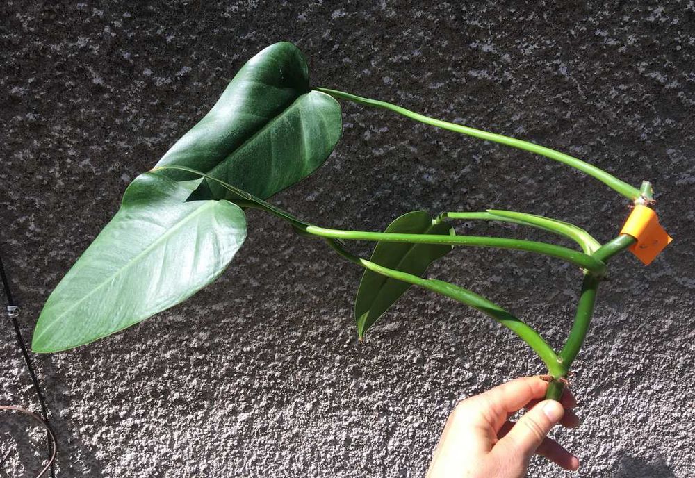 Philodendron filodendron Emerald Queen sadzonka cięta nr 4