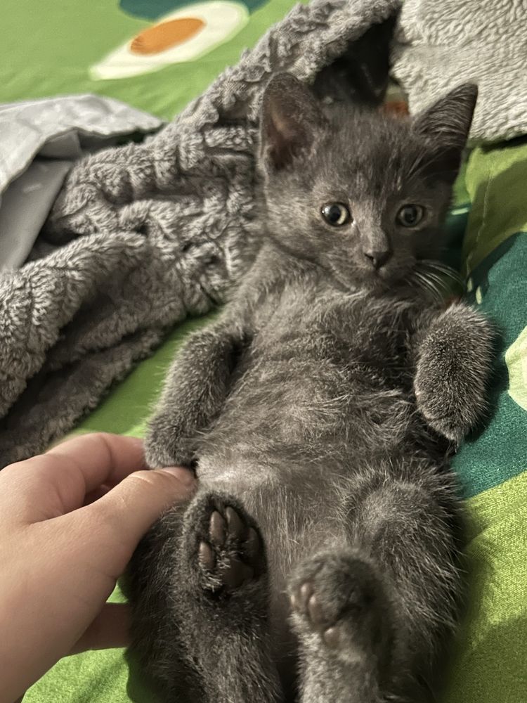 Кошеня, кіт, кішка