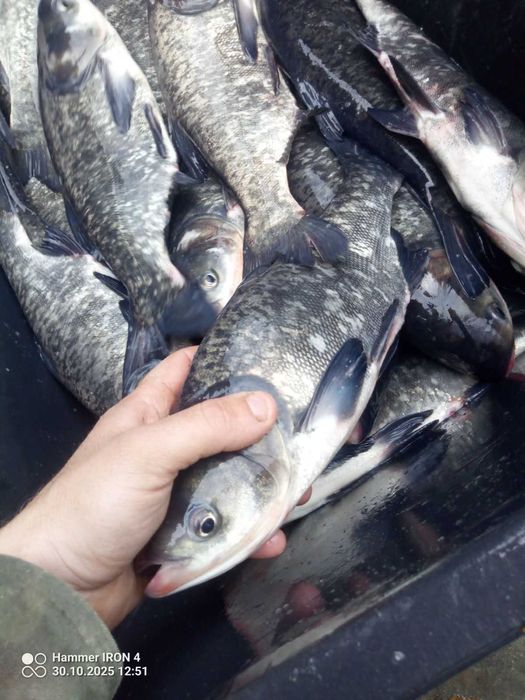 Tołpyga kroczek 600/700 gram  , lin karp karaś szczupak jesiotr