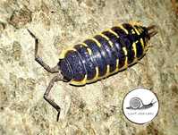 Porcellio ornatus  yellow 10 szt isopody prosionki ekipa