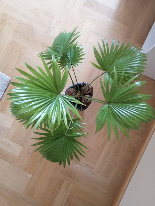 Palma roślina doniczkowa 4 lata