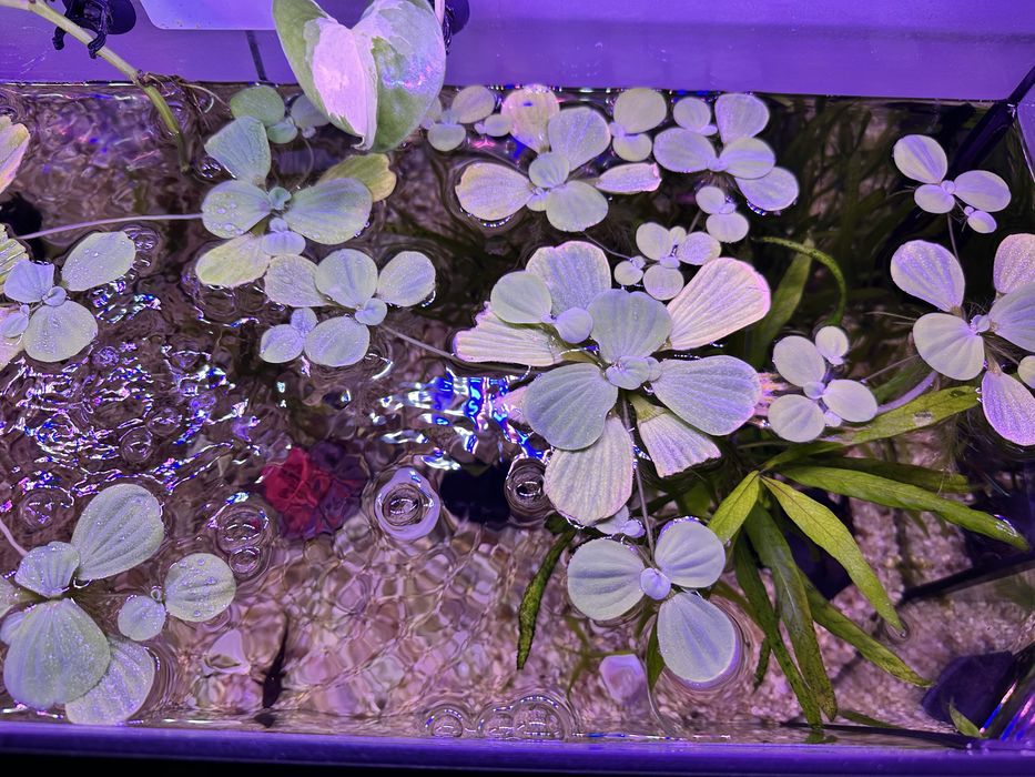 Pistia rozetkowa - salata wodna