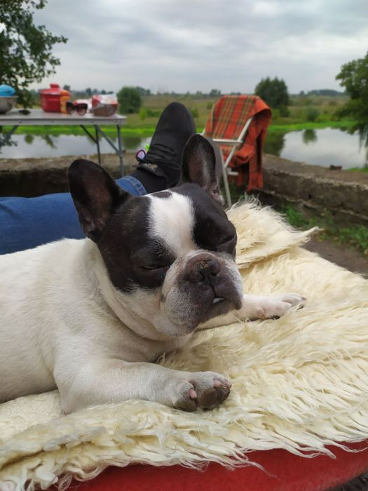 Перетримка вигул тварин