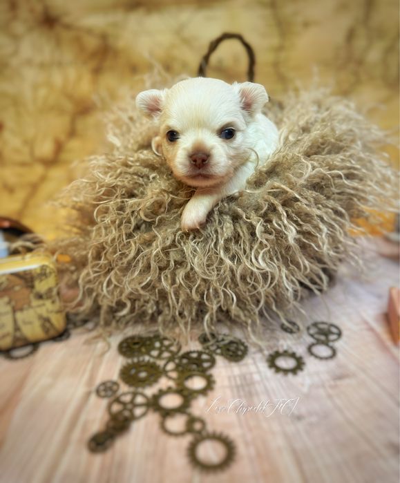 Cudny chłopiec dlugowlosy chihuahua FCI