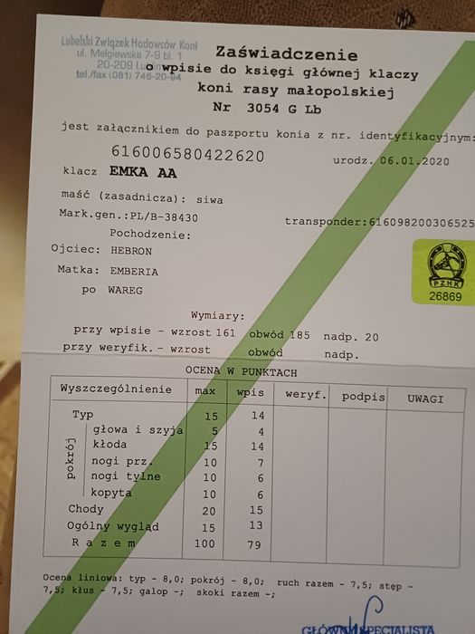 Klacz małopolska dopłatowa