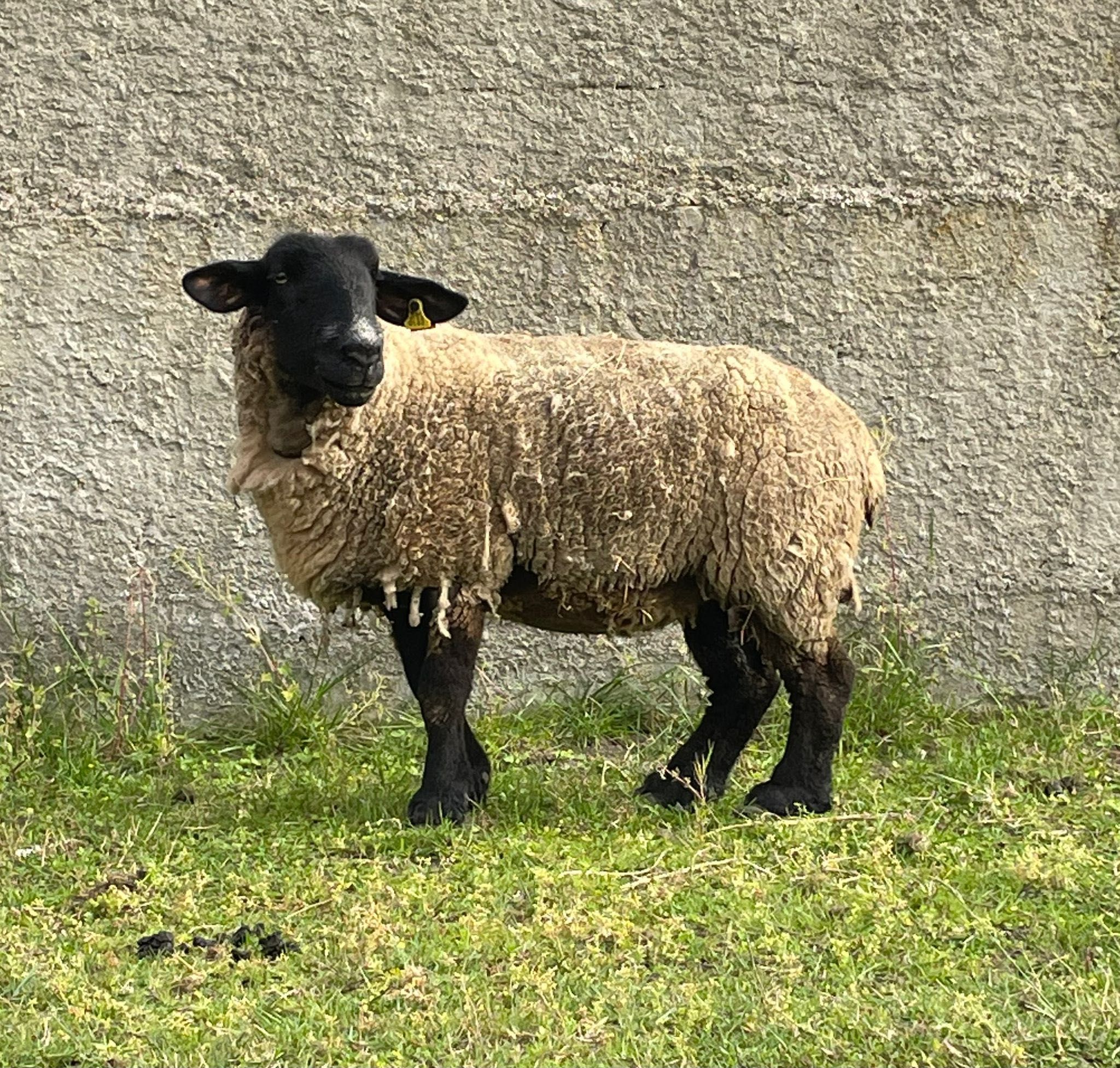 Vendo Ovelhas Suffolk