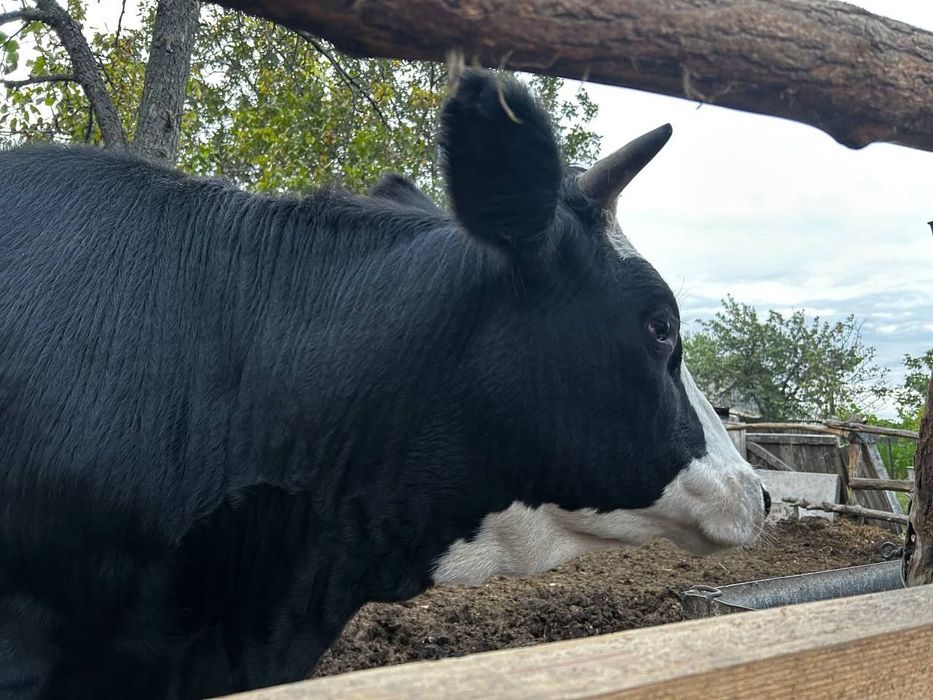 Продаю тільну теличку