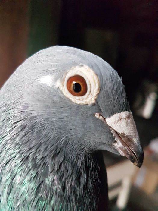 Gołębie pocztowe ,samica