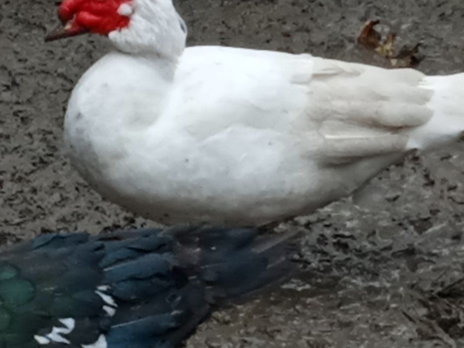 Утки,индоутки,шипуны