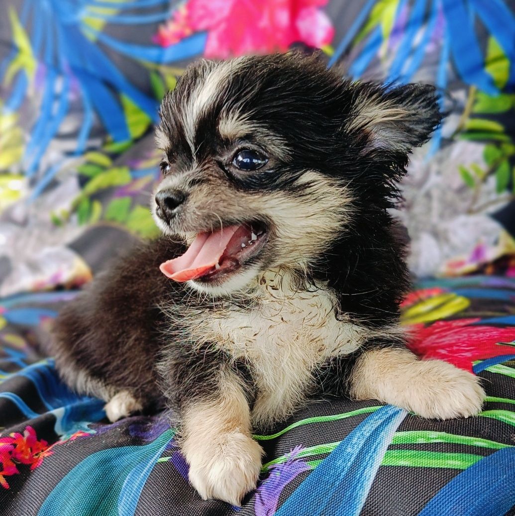 Chihuahua piesek mini XS długowłosy