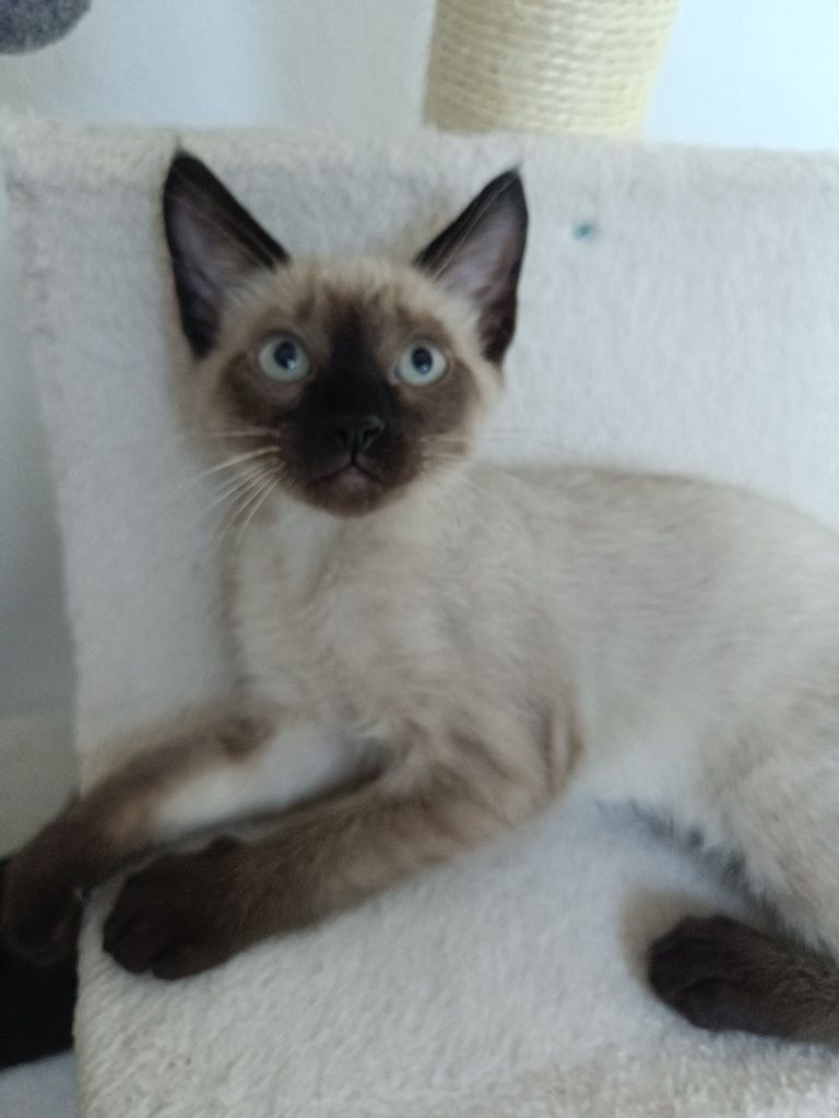 Gatinha para adoção em Viseu (cidade)