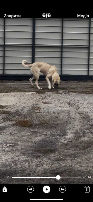 Продам Кангал дівчинка