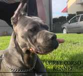 Cane Corso mocny pies