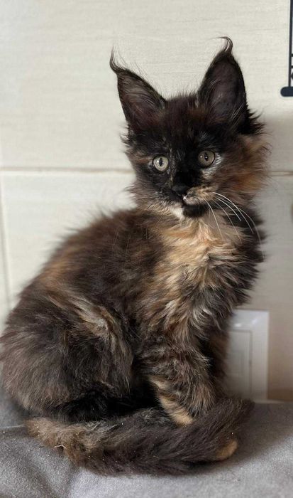 Kotka Maine coon czarna szylkretka f 09