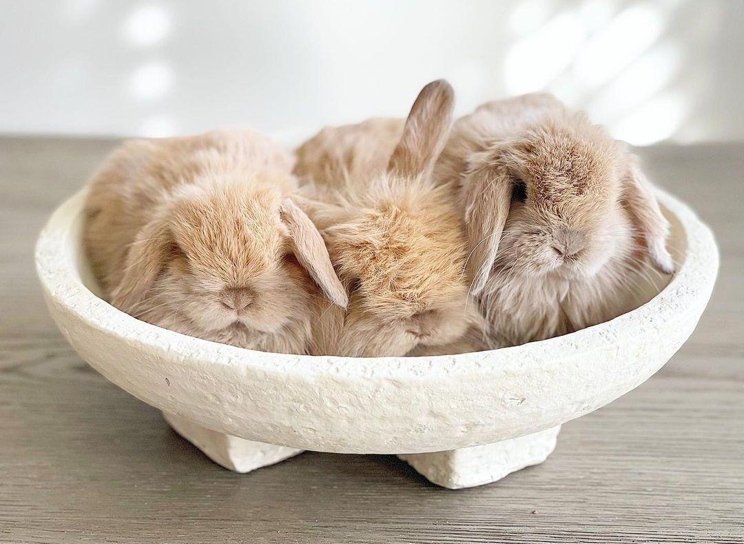 KIT Coelhos anões orelhudos, mini lop super inteligentes e dóceis