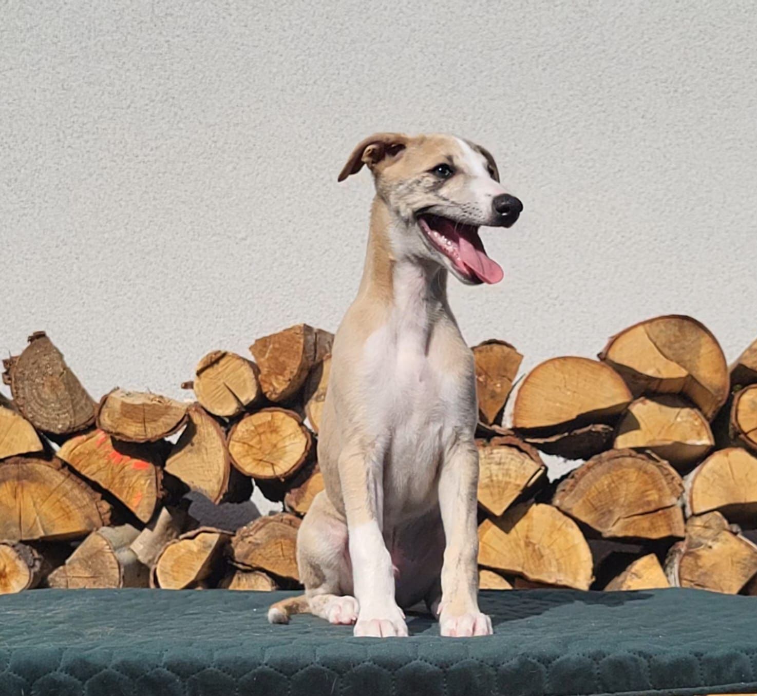 Szczeniaczki  - whippet