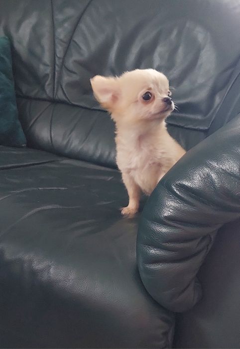 Długowłosy piesek chihuahua
