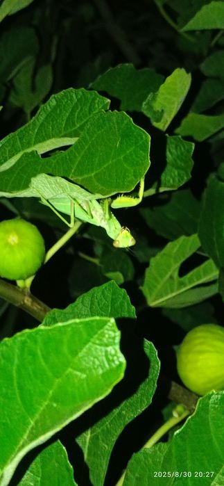 Черенки инжира. Живці інжиру.