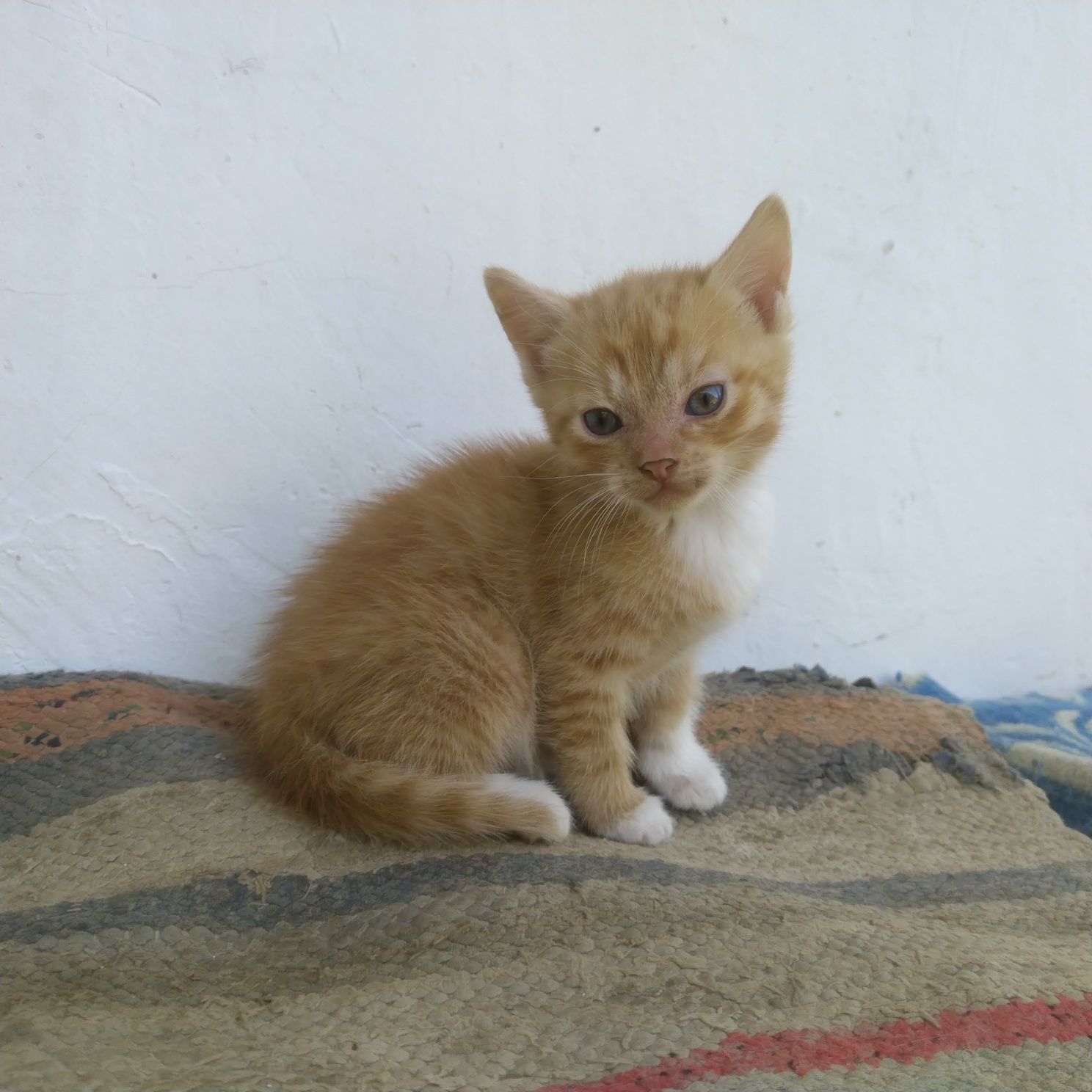 Кошенята в добрі руки, Рудий котик шукає дім ,