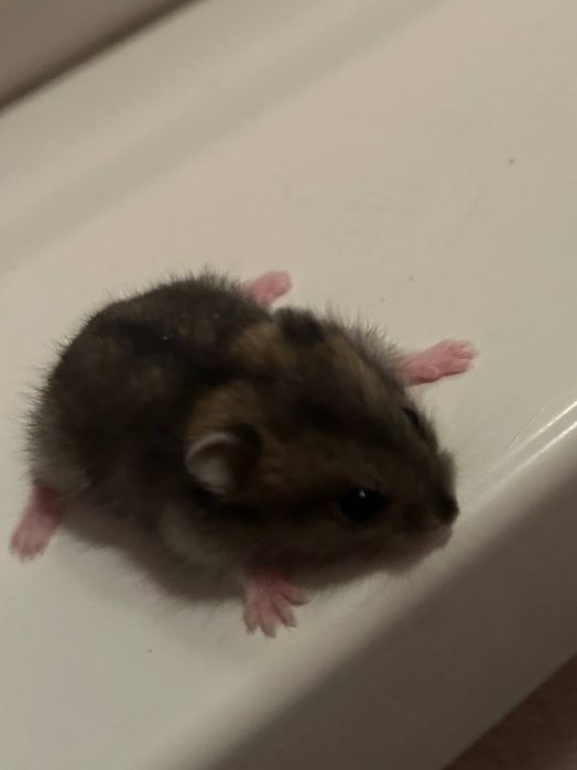 Джунгарські хом'ячки