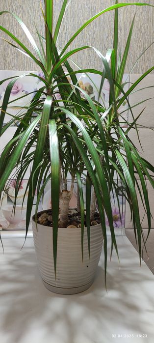 Драцена  в горшику