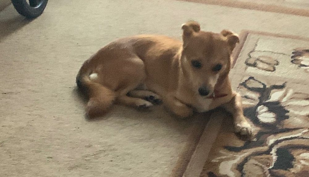 Oddam za darmo psa Wrocław  - roczną  suczkę