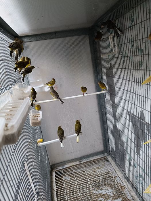 canárioss  raça espanhola miniatura