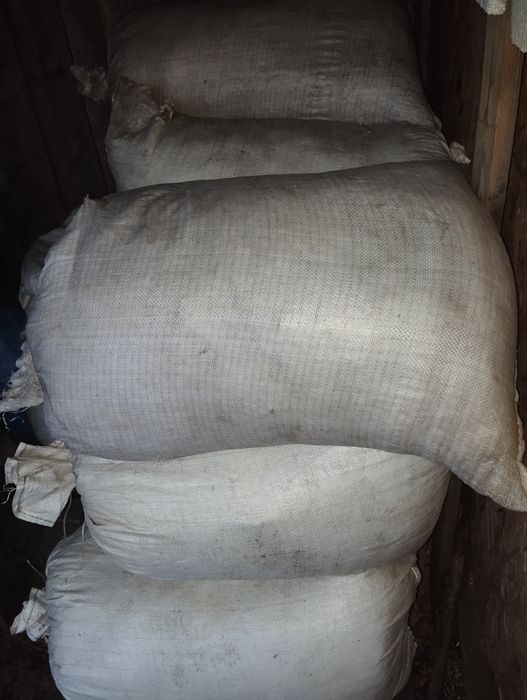 trociny iglaste na opał