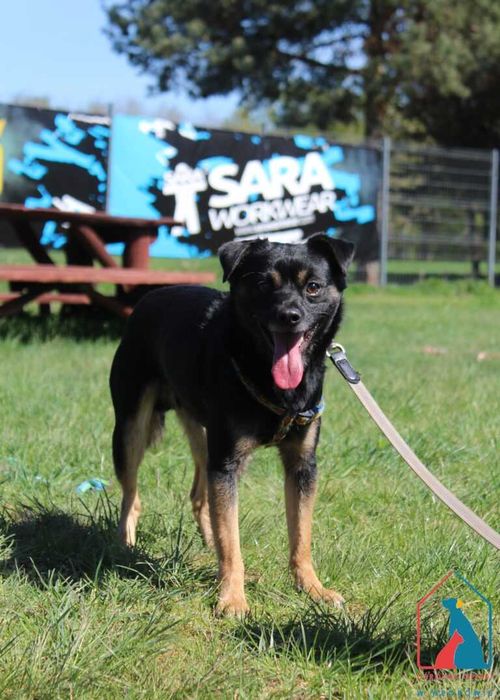 Mały, młody fajny piesek Milo szuka domu!