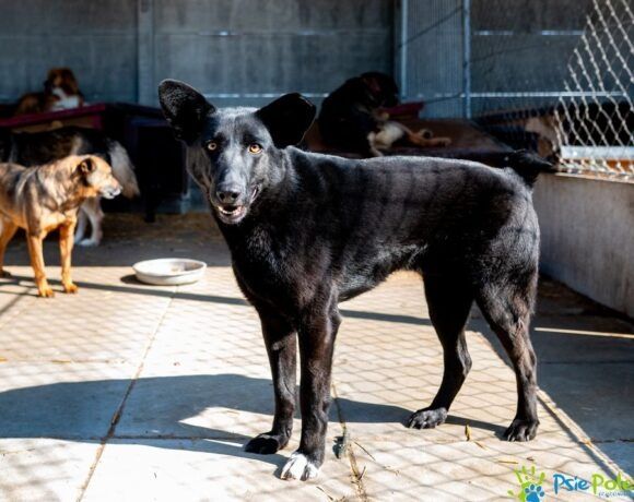 Przyjazny piesek MŁOCIO szuka domku!