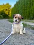 suczka Jack Russell terrier ZKWP/FCI szorstkowłosa