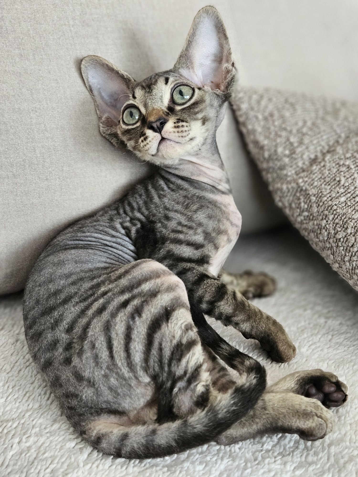 Cookie kocurek Devon rex
