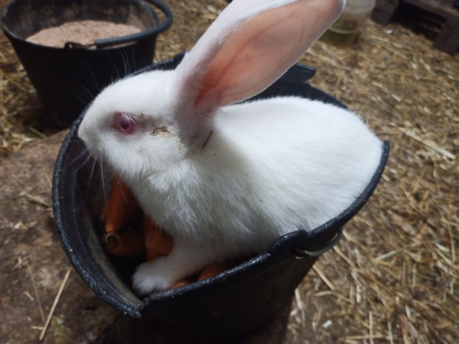 Coelho pretos e cinza criação biologica