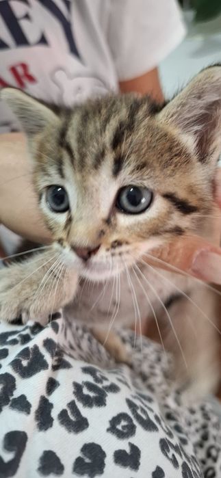 Gatinho para adoção